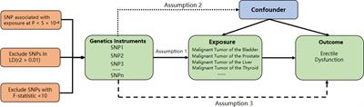 Cancers and erectile dysfunction: a Mendelian randomization study